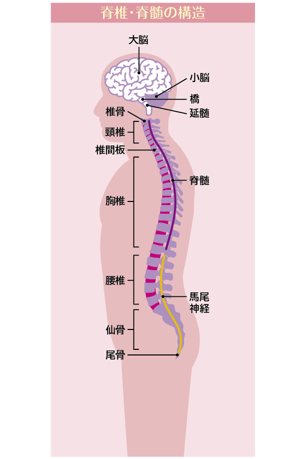 脊椎・脊髄の構造