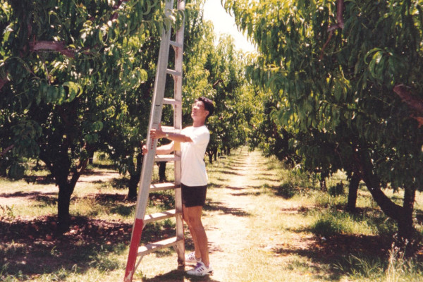 カルフォルニアの果樹園でプラム狩り。