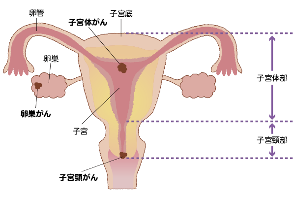 子宮・卵巣