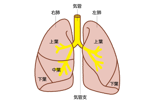 肺と気管支